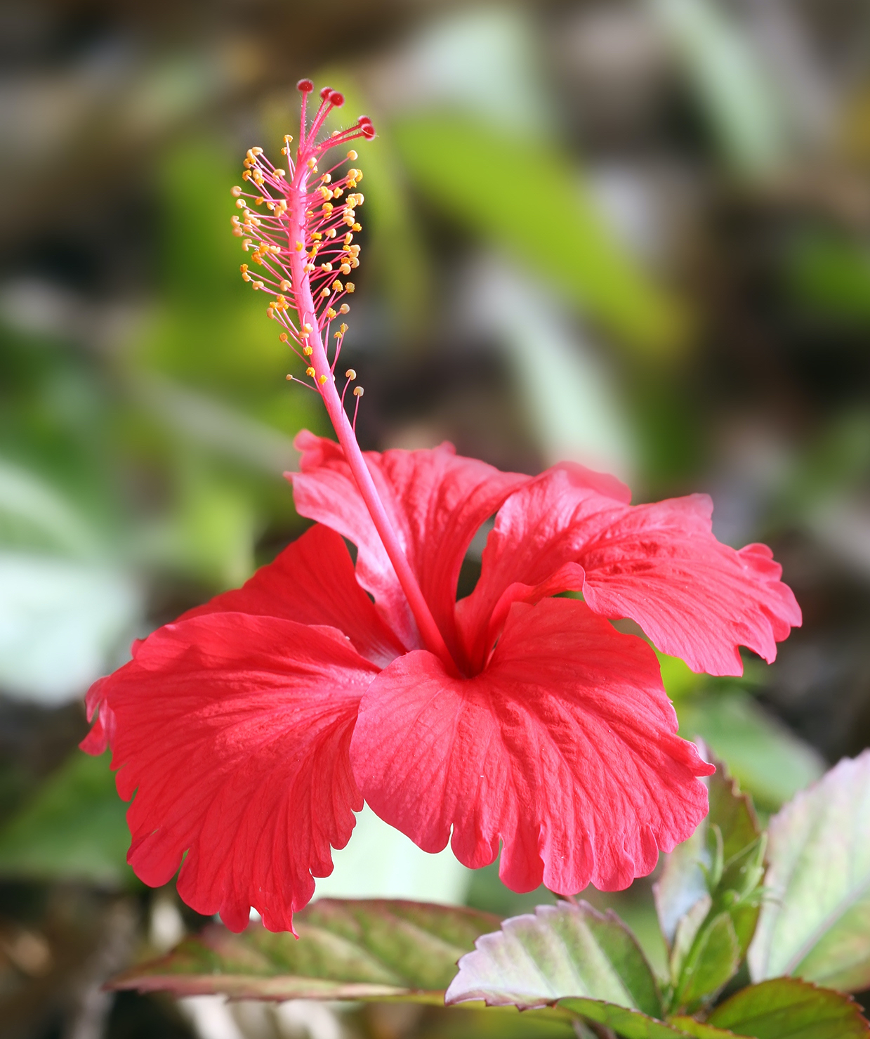 Hibiscus flower TZ