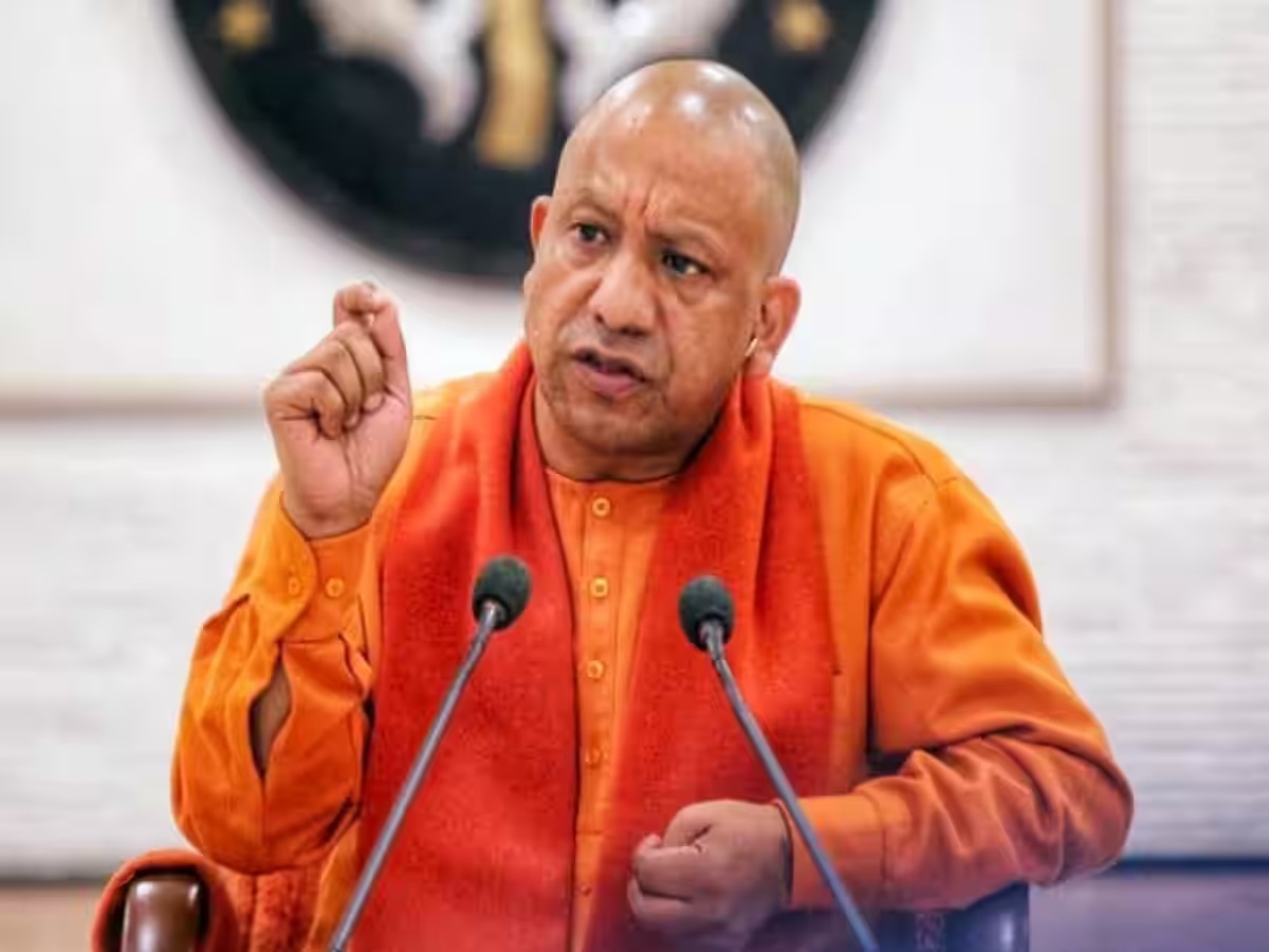 yogi