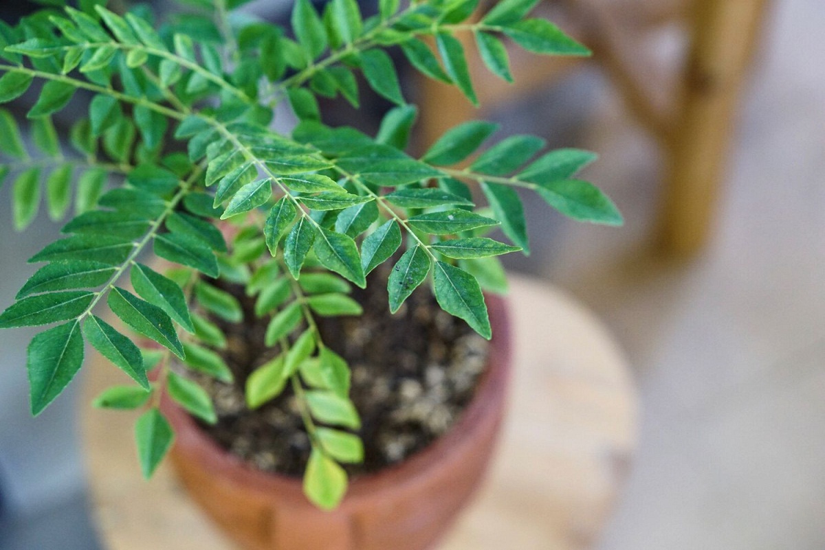 Curry Leaves Benefits