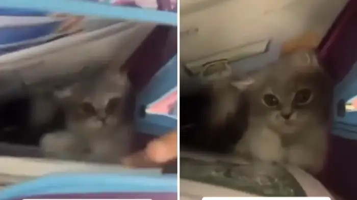 School Girl Took Cat in Bag