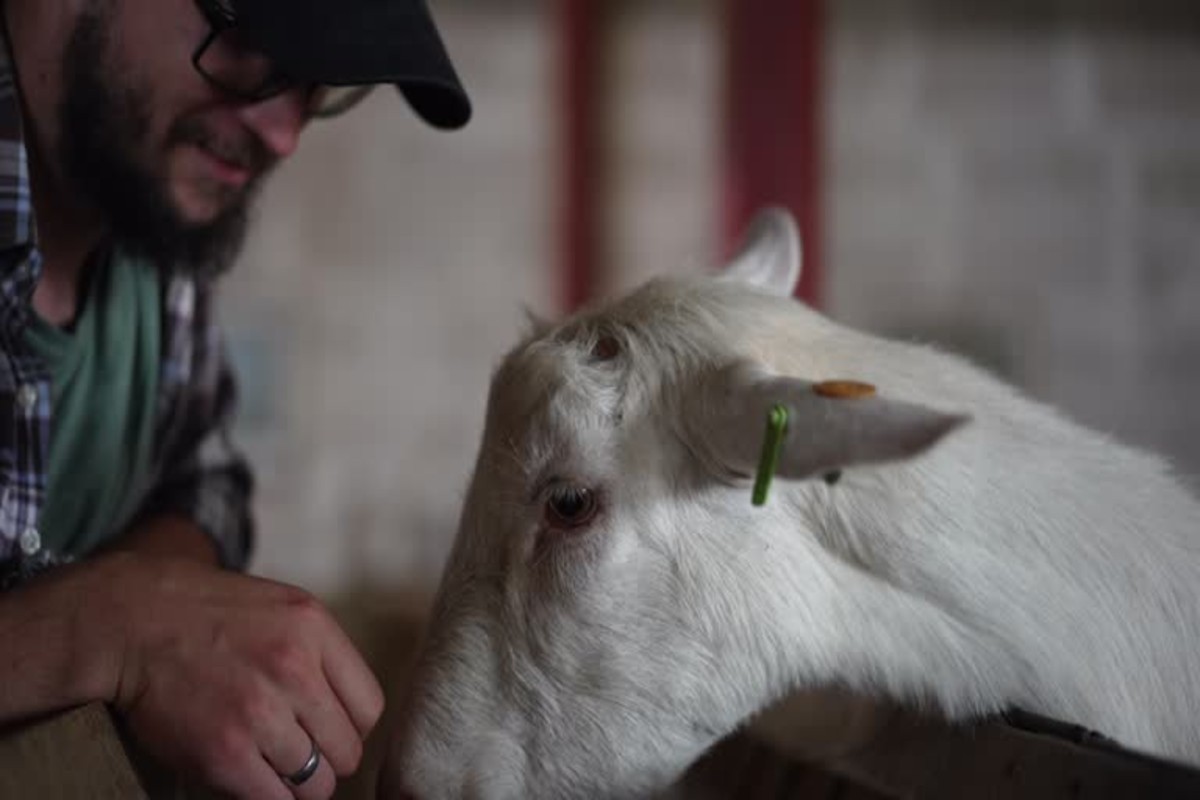 Goat Farming Tips