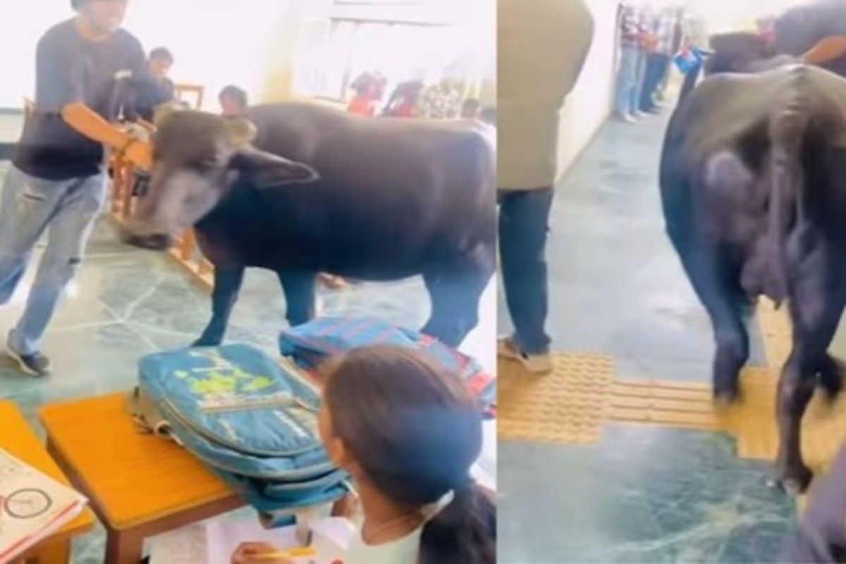 Buffalo inside college viral video