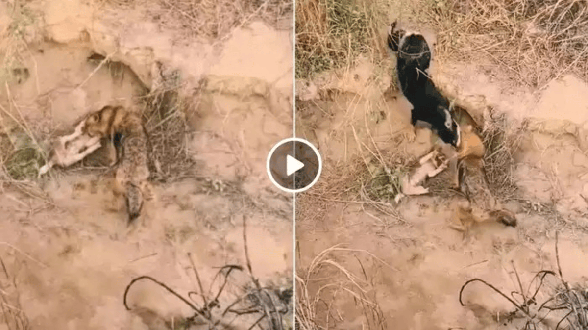 Dog and Jackal Fight Video