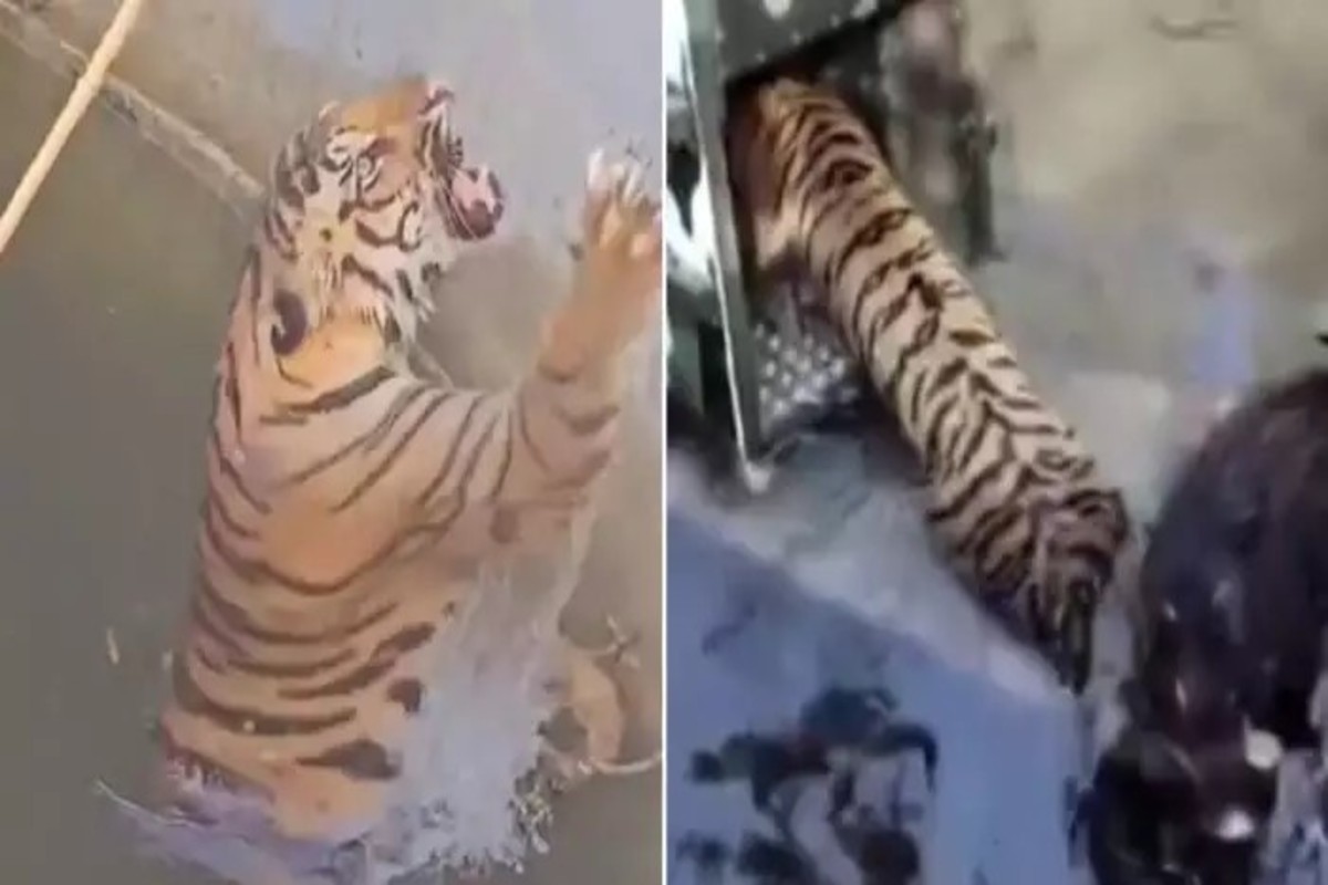 Tiger Rescue Video
