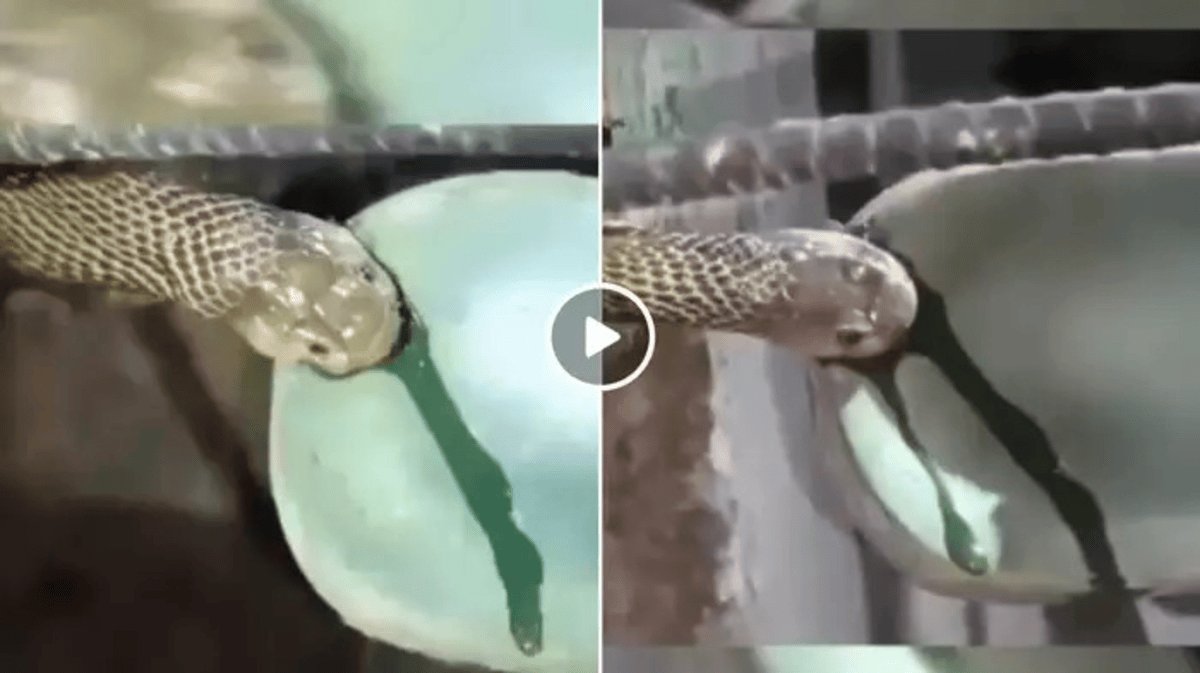 Snake Bite Viral Video