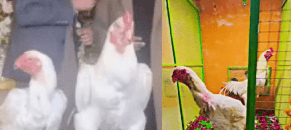 Chicken Wedding Goes Viral
