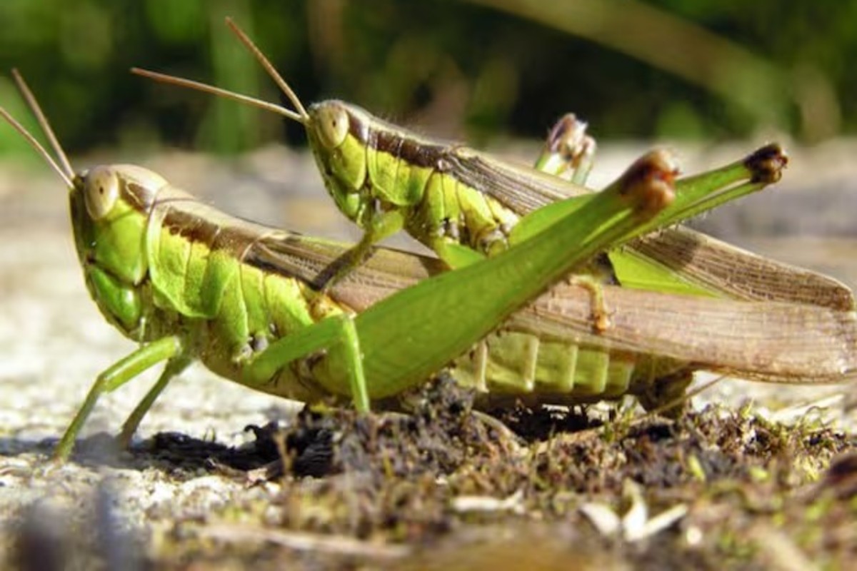 Woman Made grasshopper Bhujia