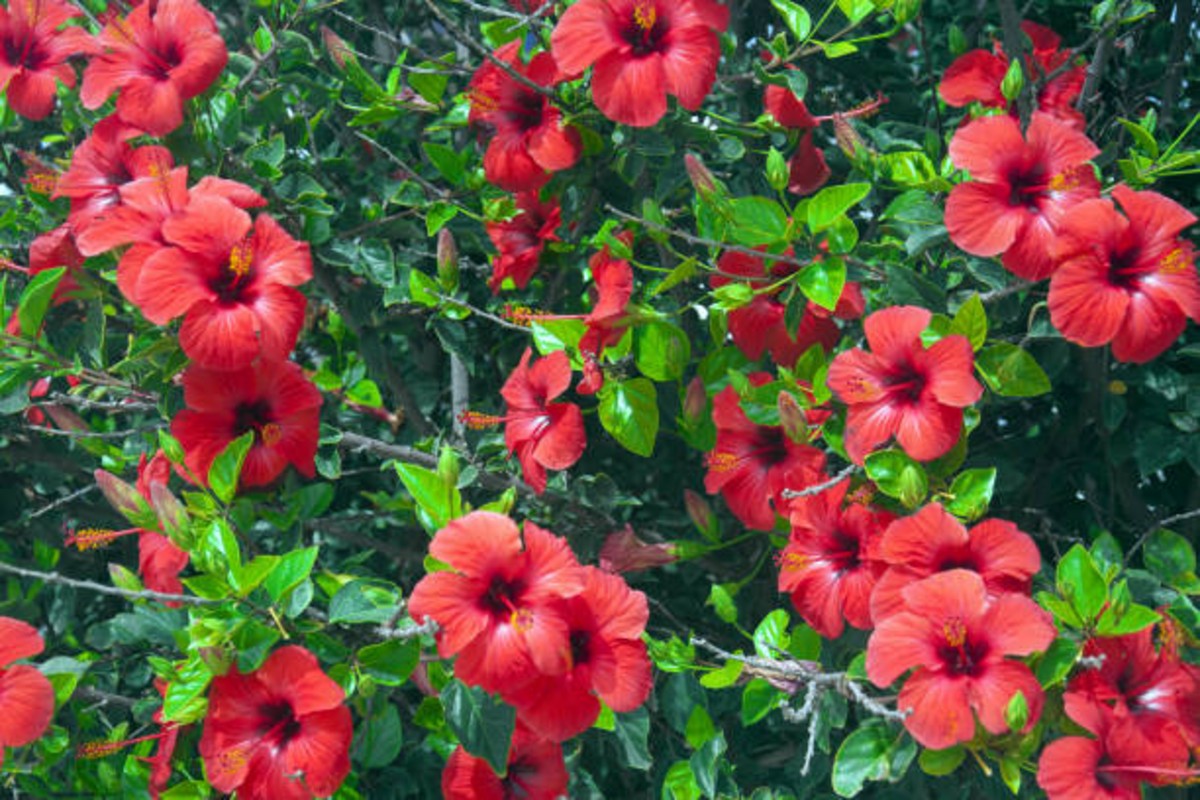 Hibiscus Flower Benefits