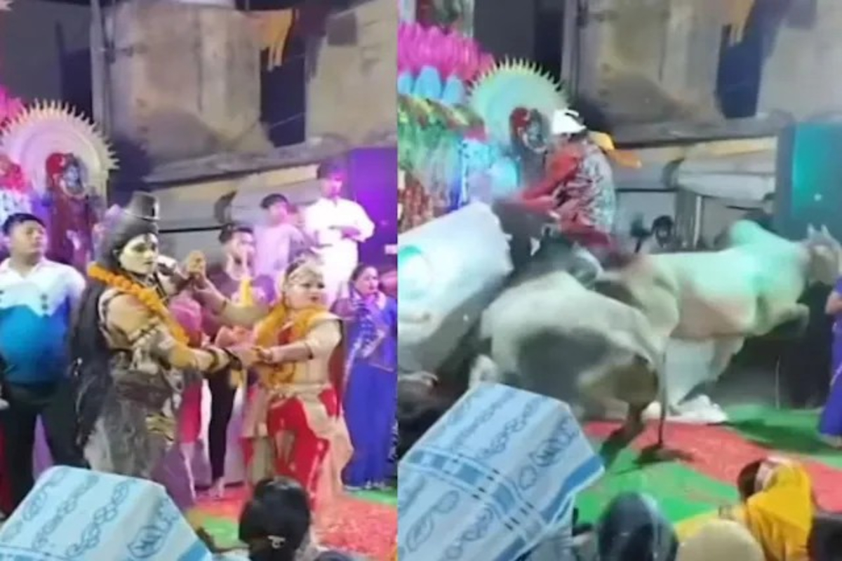 Bulls Disrupt Shiva-Parvati Drama Video